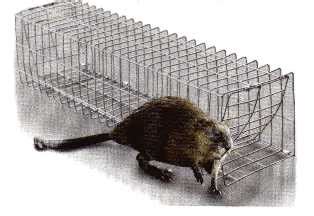 Colony Muskrat Trap (Ct01) Molnar Outdoor