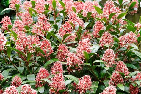 Skimmia Information - Learn About Skimmia Growing Tips And Care ...