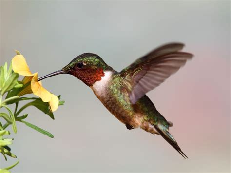 hummingbird totem spirit animal