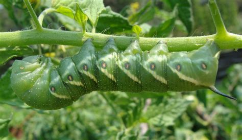 Tomato Hornworms: How to Get Rid of Tomato Hornworms | The Old Farmer's Almanac