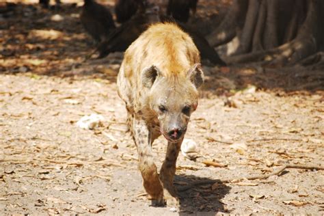 Photos of Wildlife in Gambia | Page 1