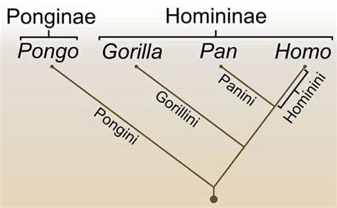 Phylogeny - Definition and Examples | Biology Dictionary