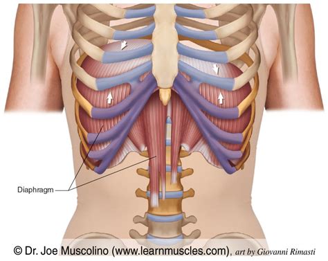 Diaphragm - Learn Muscles