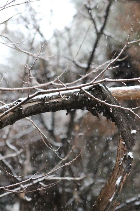 Photograph of White Snow on a Tree Branch · Free Stock Photo