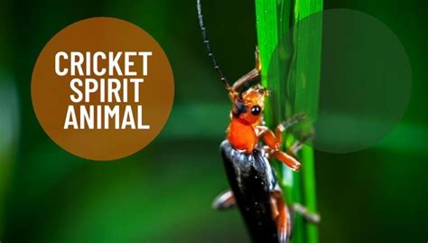 Cricket Spirit Animal Meaning and Symbolism | Cricket Spirit Totem