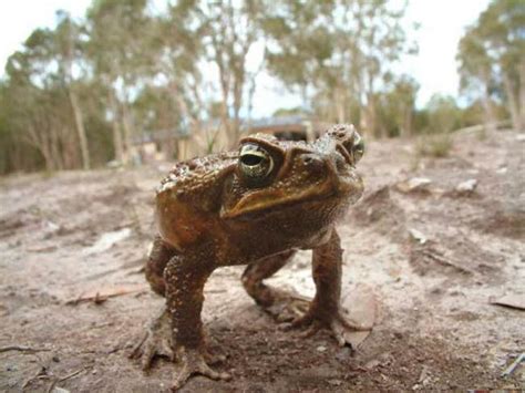 Invasive Cane Toads To Thrive In Warmer World Live Science | Free Nude ...