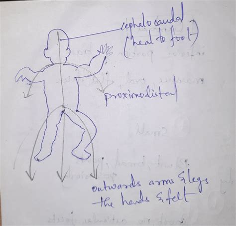 [Solved] In a short bond paper, illustrate the cephalocaudal pattern and... | Course Hero