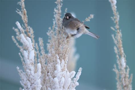 Colorado snow totals for January 2-3, 2023