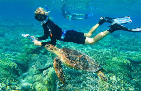 Best Sea Turtle & Marine Conservation Volunteer Abroad Programs | IVHQ