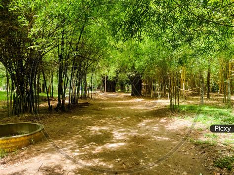 Image of Bamboo Forest In Kaveri Nisargadhama Coorg, Karnataka.-EO176993-Picxy