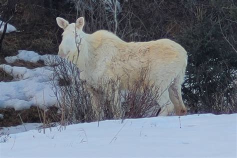 Central Alberta man spots albino moose between Red Deer and Stettler - Red Deer Advocate