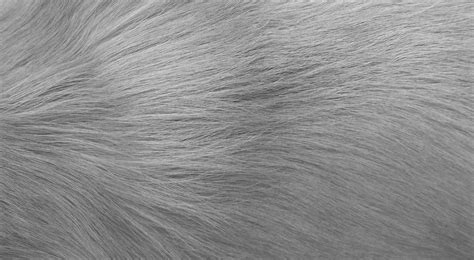 Dog Fur Texture II Free Stock Photo - Public Domain Pictures