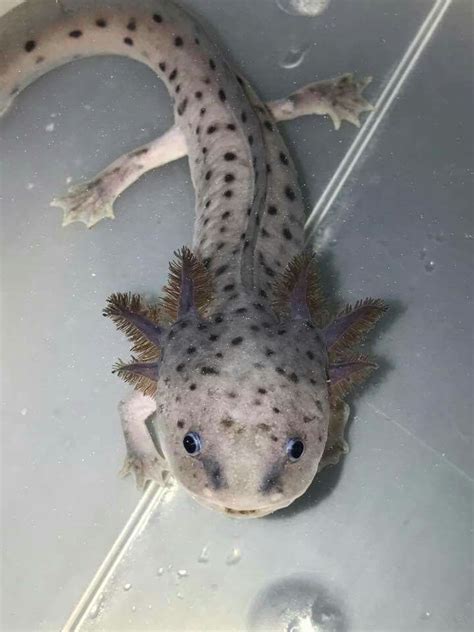 *Axolotl (Ambystoma mexicanum) is een salamander uit de familie ...