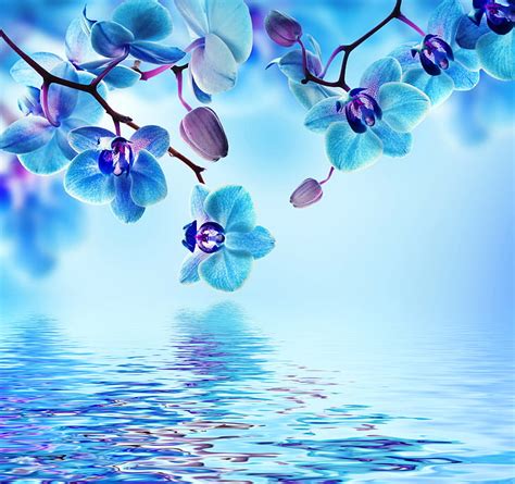 HD wallpaper: blue flower illustration, water, flowers, flowering ...