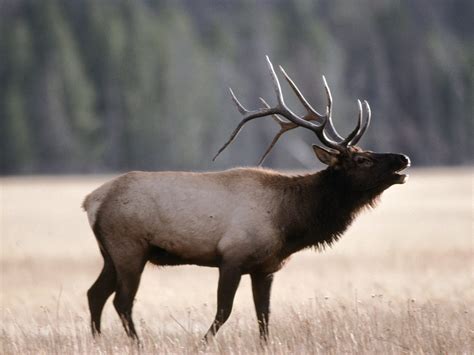 Discounted Trophy Elk Hunts | AfricaHunting.com