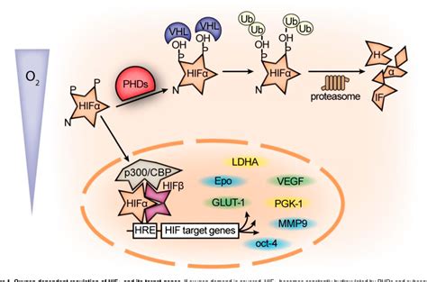 Figure 1 from Erythrocytosis: the HIF pathway in control. | Semantic ...