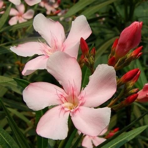 Nerium Medium Pink, Oleander - Greenleaf Nurseries