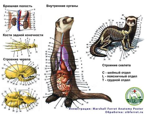 anatomy-ferret https://www.pinterest.com/pin/555350197775766443 ...