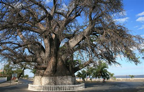 Majunga, la cité des fleurs - Voyage Tourisme Madagascar