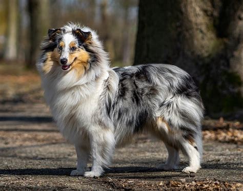 Top 12 Shetland Sheepdog (Sheltie) Haircut Styles – HairstyleCamp