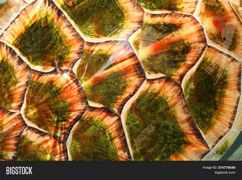 Shell Hawksbill Sea Image & Photo (Free Trial) | Bigstock