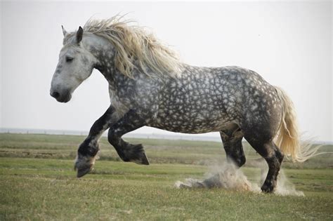 Biggest horse breeds: the five which produce the world's largest horses