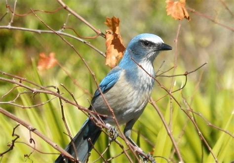 Lake Panasoffkee Wildlife Management Area | Sumter County Tourism