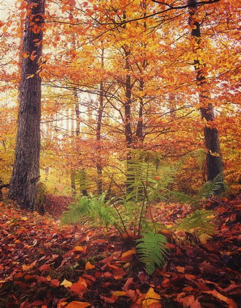 Autumn Forest Autumn Forest Trees Free Stock Photo - Public Domain Pictures