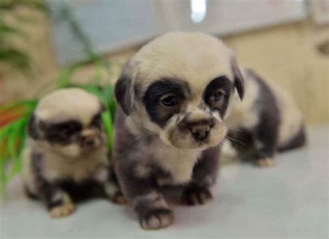 27 Chubby Puppies That Look Like Teddy Bears And Just Won Life