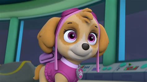 Watch PAW Patrol Season 5 Episode 1: PAW Patrol - Pups Save a High Flying Skye/Pups Go for the ...