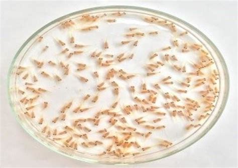 (a) Small number of fish larvae. (b) Medium number of fish larvae. (c)... | Download Scientific ...