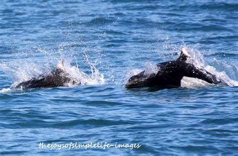 The Joys of Simple Life: Kenai Fjords National Park Wildlife Part 2