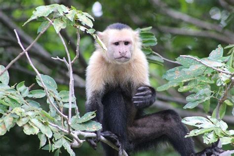 Wildlife Tour At Palo Verde National Park: Triphobo