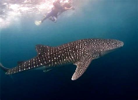 Watch and/or Swim with the Whale Sharks in Sorsogon | Philippine Evolution