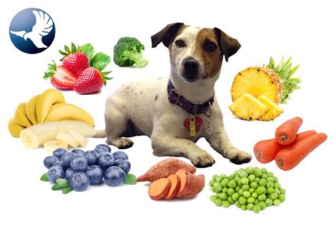 Dog - Healthy foods - Flynn Veterinary Centres