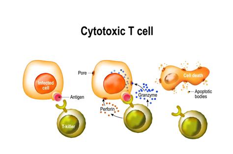 Scientists found Tongkat Ali’s ability to boost the immune system. Is ...