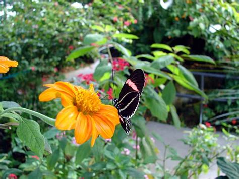 Butterfly Gardening in South Florida