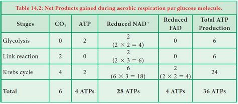 Respiratory Quotient (RQ) in Plant - Formula, Significance, Experiment