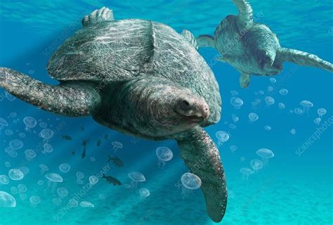 Archelon prehistoric turtle. Artwork of a pair of Archelon (Archelon ...