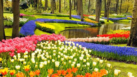 Keukenhof Gardens and Tulip Fields Tour from Amsterdam | Most beautiful ...