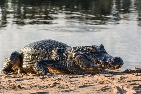 Top 10 Largest Crocodiles In The World - Top10HQ