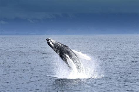 Everything you need to know about Whale Watching in Iceland