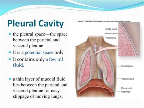 PPT - Chapter: 38 Pulmonary Circulation, Pulmonary Edema, Pleural Fluid PowerPoint Presentation ...