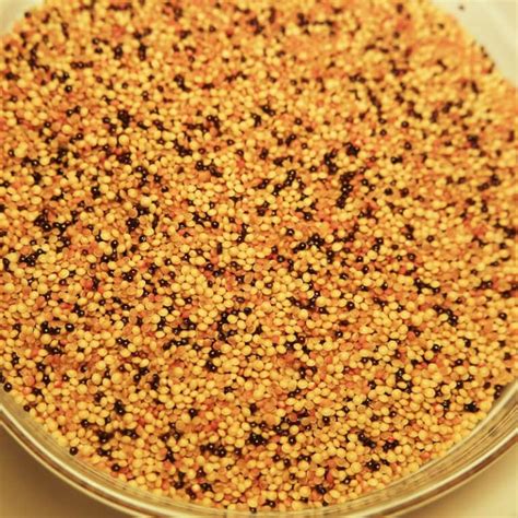 Grain Amaranth - Adaptive Seeds