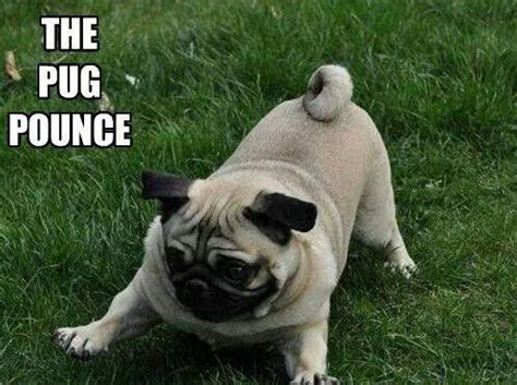 Pug pounce | Pugs, Cute pugs, Dogs