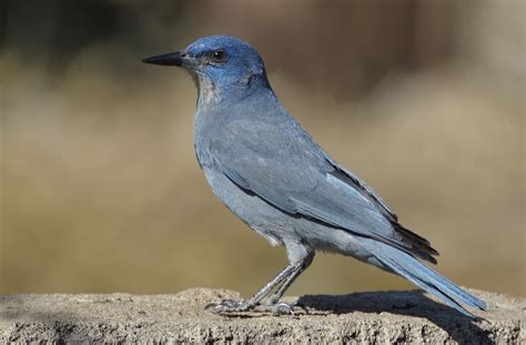 Pinyon Jay | San Diego Bird Spot