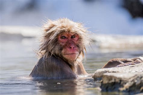 Meet the Japanese macaques of Jigokudani Monkey Park | Travel | thetandd.com