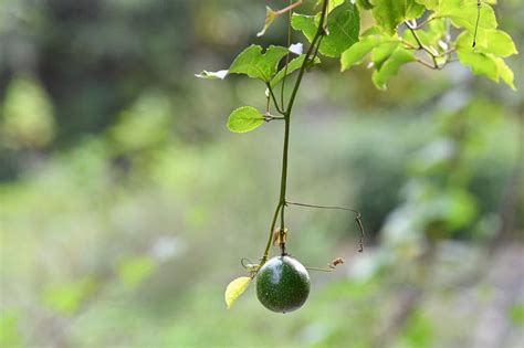 Buah markisa bisa menjadi tanaman perangkap hama