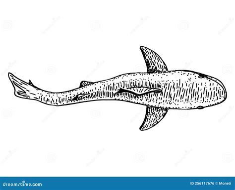 Wild Shark Sketch. Top View On Isolated On White. Great White Shark ...