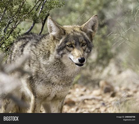 Wild Coyote Arizona Image & Photo (Free Trial) | Bigstock